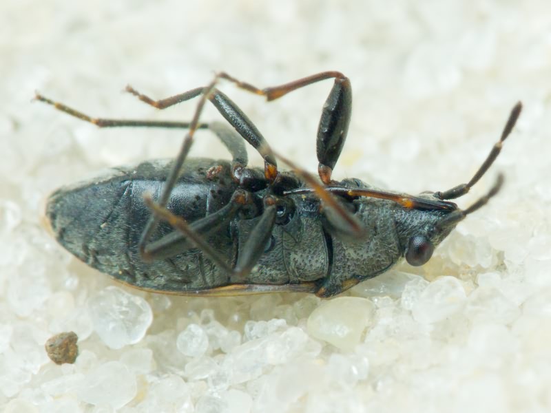 Peritrechus geniculatus (Hahn, 1832)